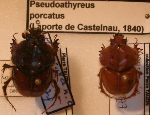 Pseudoathyreus porcatus